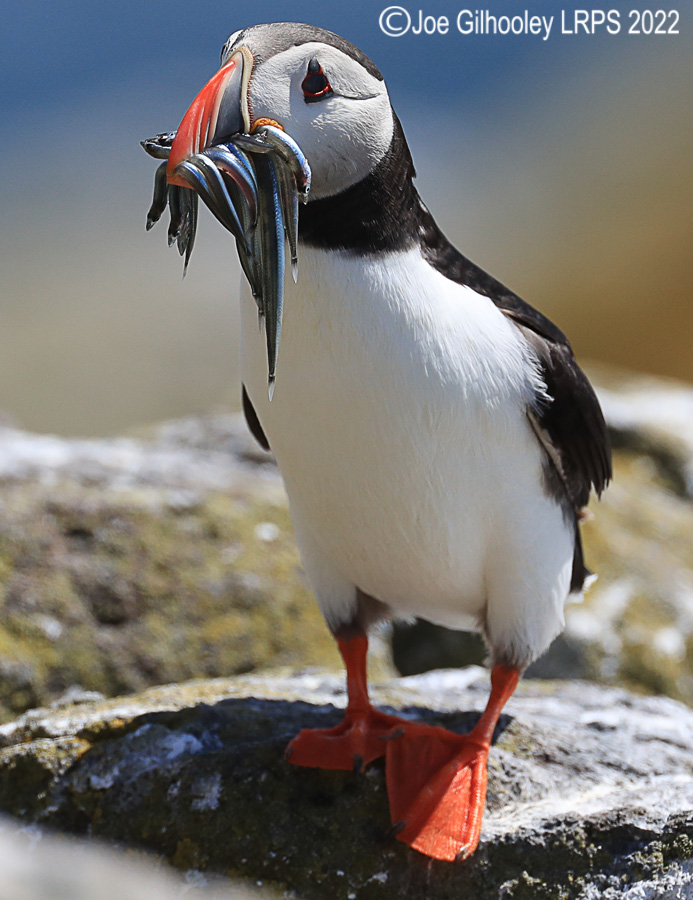 Puffins Isle of May