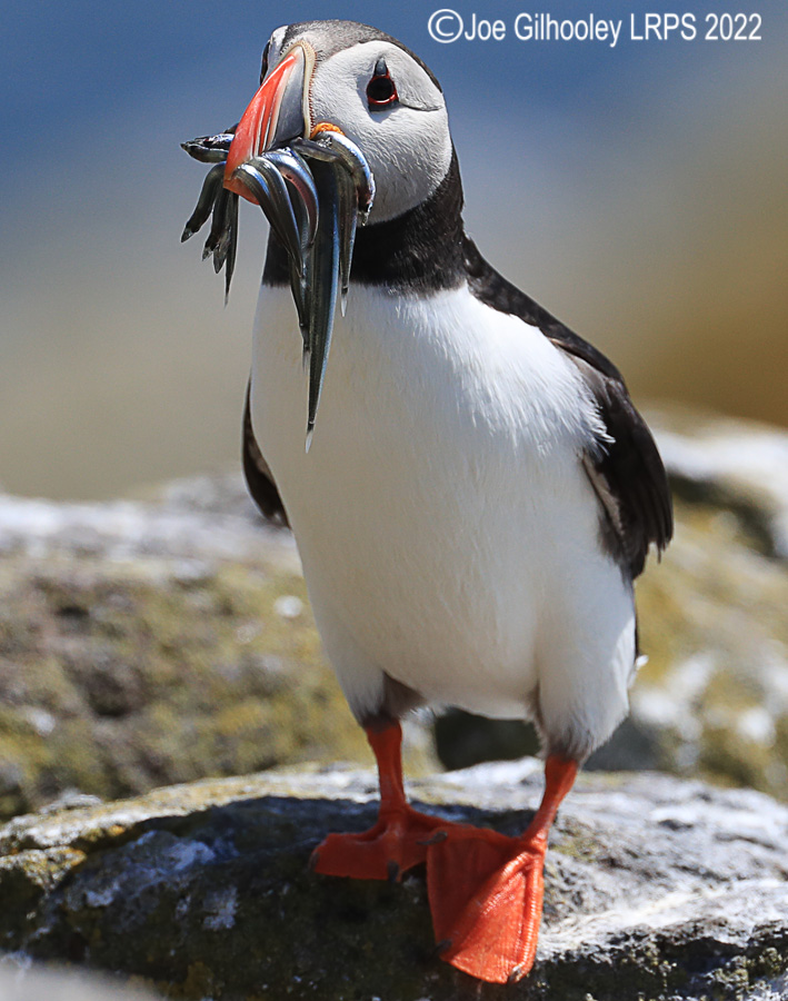 Puffins Isle of May