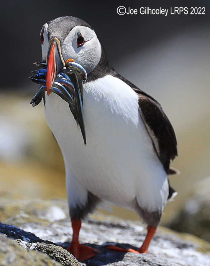 Puffins Isle of May