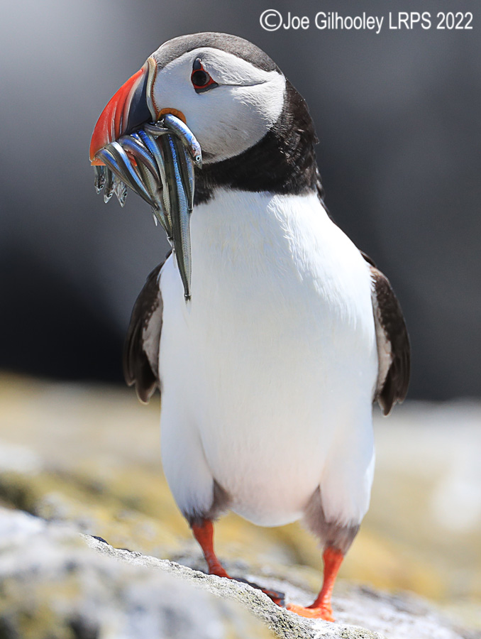 Puffins Isle of May