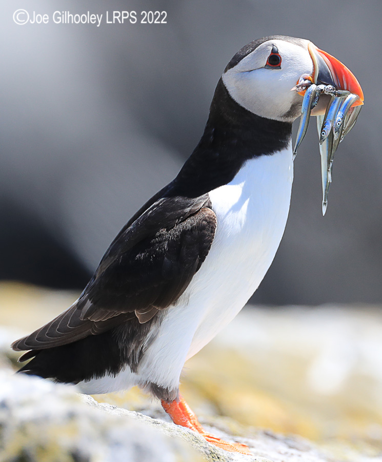 Puffins Isle of May