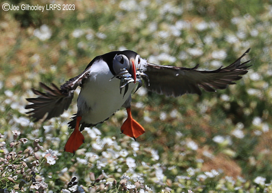 Puffins in Flight Isle of May