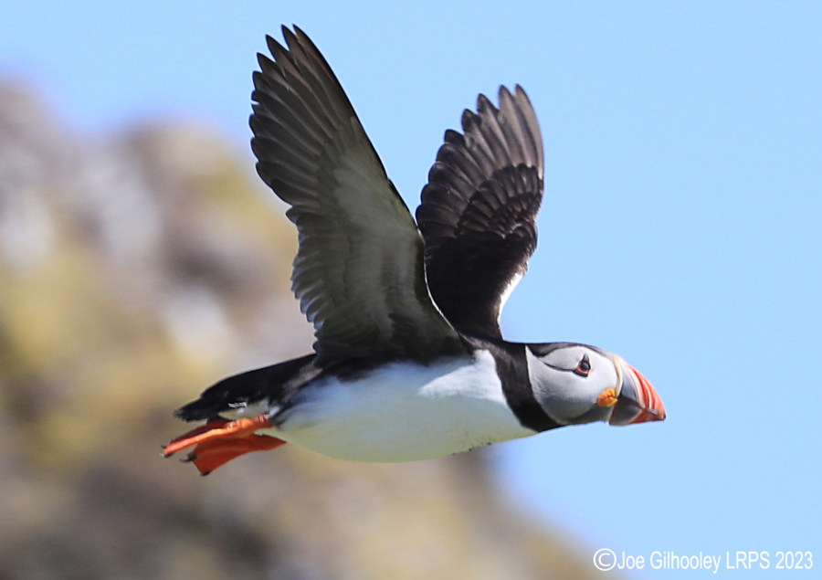 Puffins in Flight Isle of May