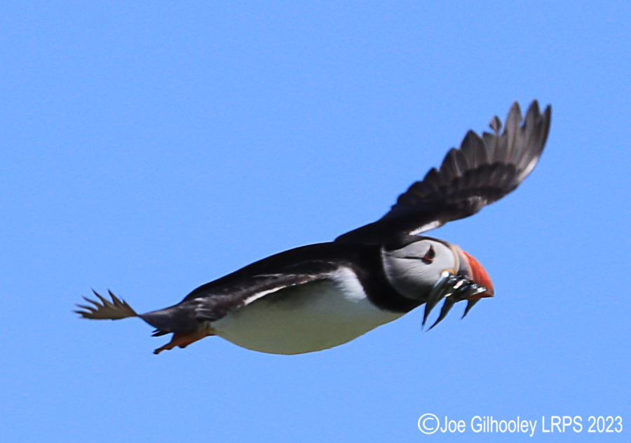 Puffins in Flight Isle of May