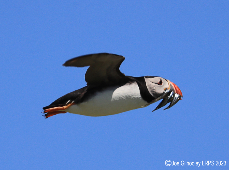 Puffins in Flight Isle of May
