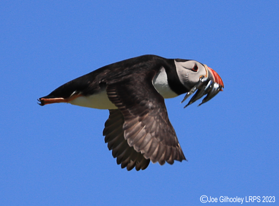 Puffins in Flight Isle of May
