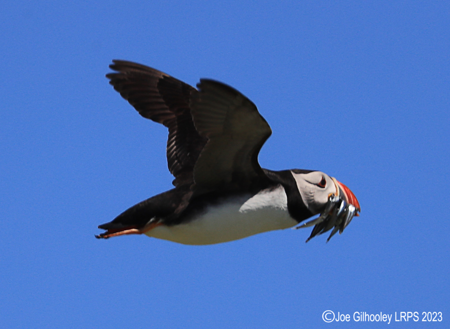 Puffins in Flight Isle of May