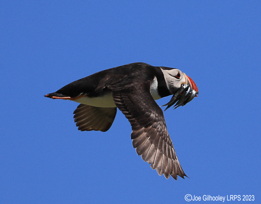 Puffins in Flight Isle of May