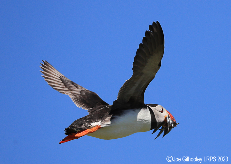 Puffins in Flight Isle of May
