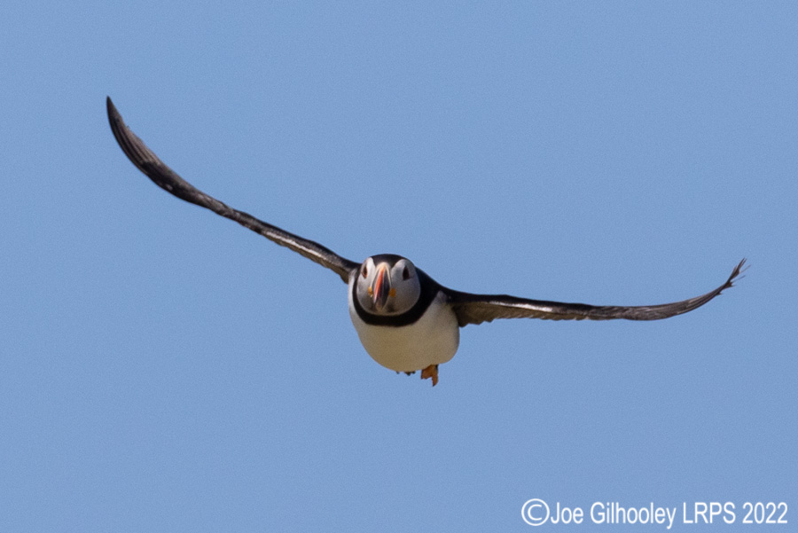 Puffins in Flight Isle of May