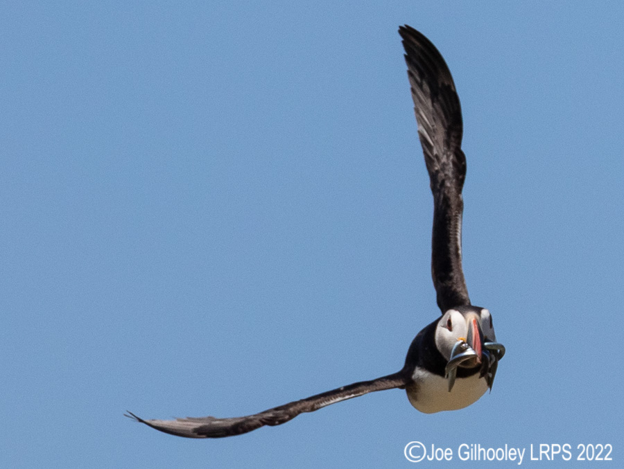 Puffins in Flight Isle of May