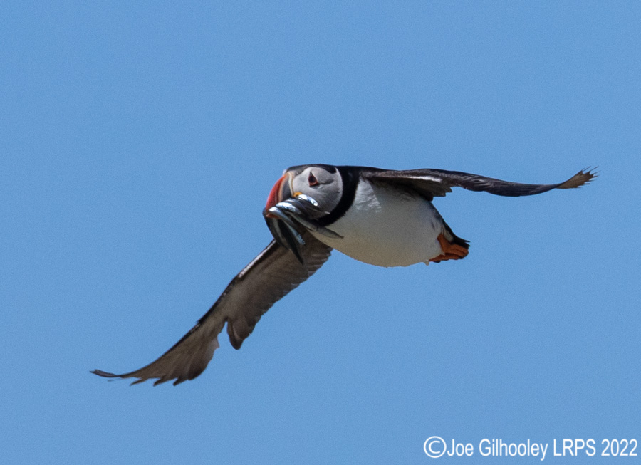 Puffins in Flight Isle of May