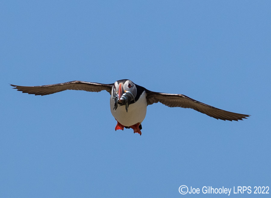 Puffins in Flight Isle of May
