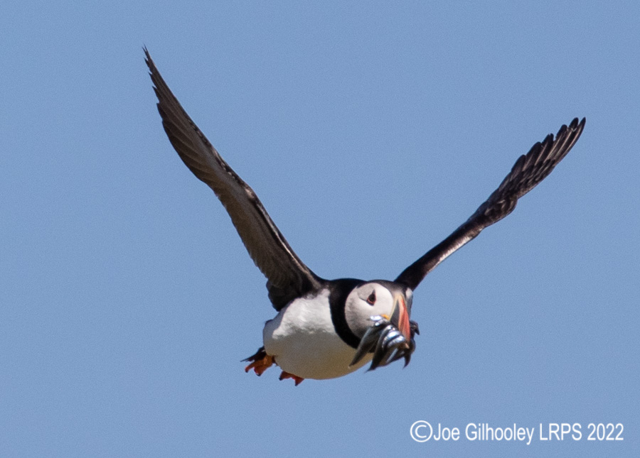 Puffins in Flight Isle of May