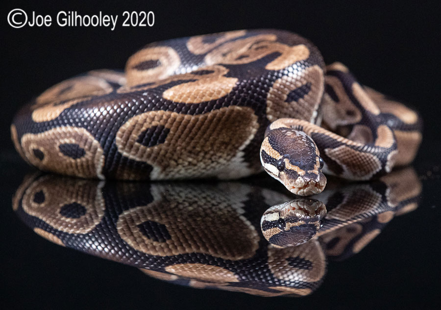 Royal Python Snake 