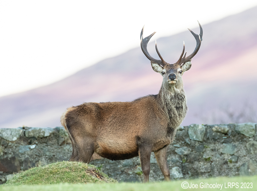 Red Deer Stag, Loch Spelve, Isle of Mull Red Deer Stag, Loch Spelve, Isle of Mull