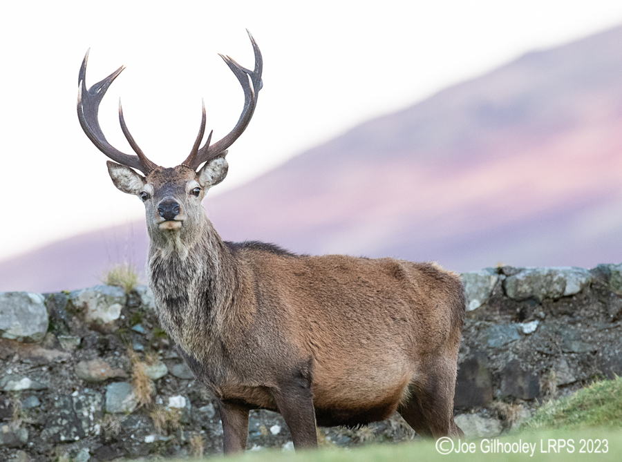Red Deer Stag, Loch Spelve, Isle of Mull Red Deer Stag, Loch Spelve, Isle of Mull