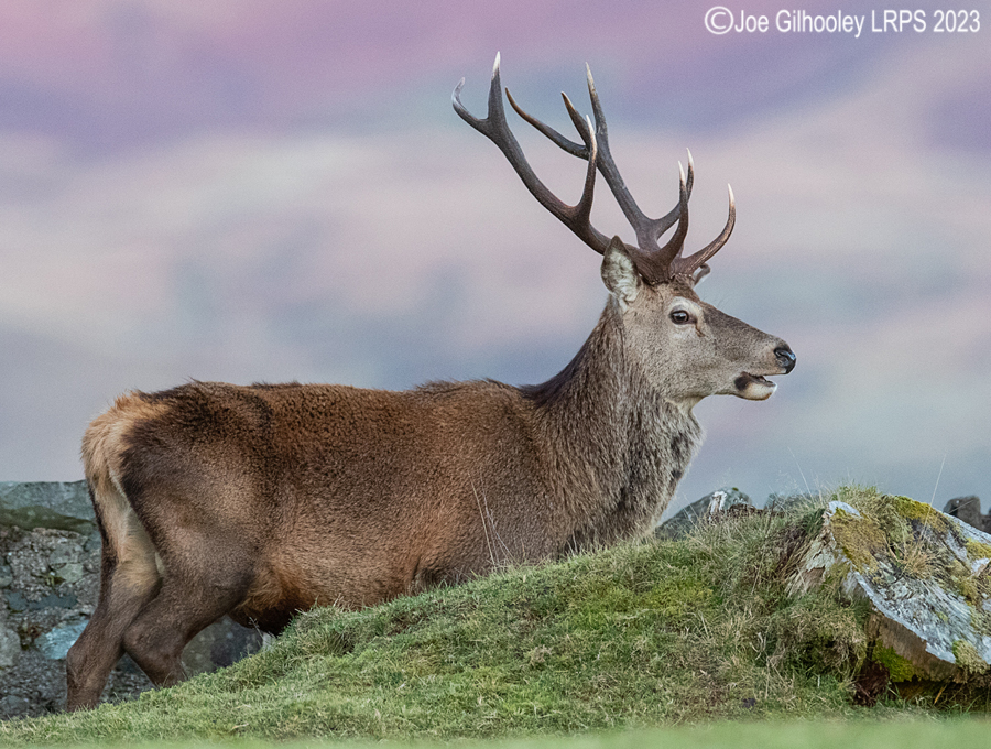 Red Deer Stag, Loch Spelve, Isle of Mull Red Deer Stag, Loch Spelve, Isle of Mull