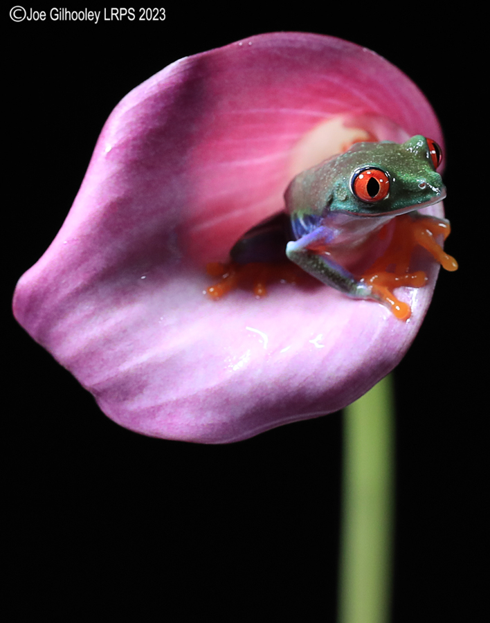 Red Eyed Tree Frog on a Flower