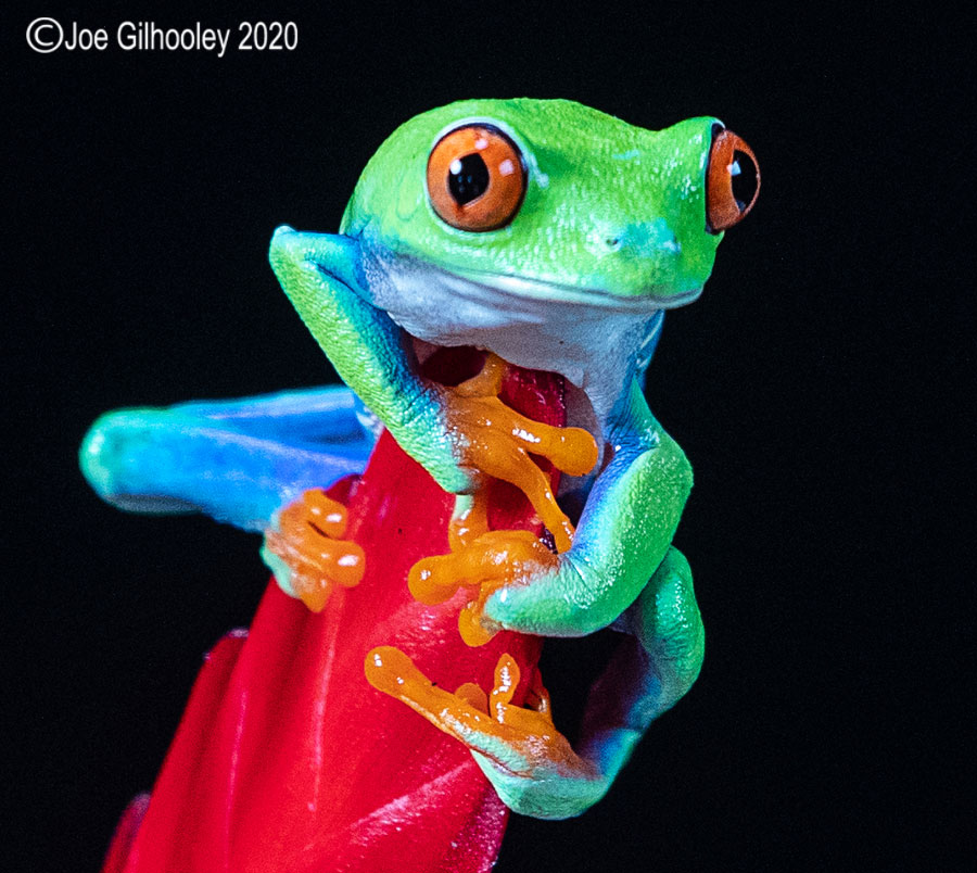 Red Eyed Frog