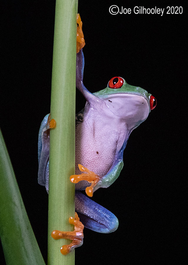 Red Eyed Frog