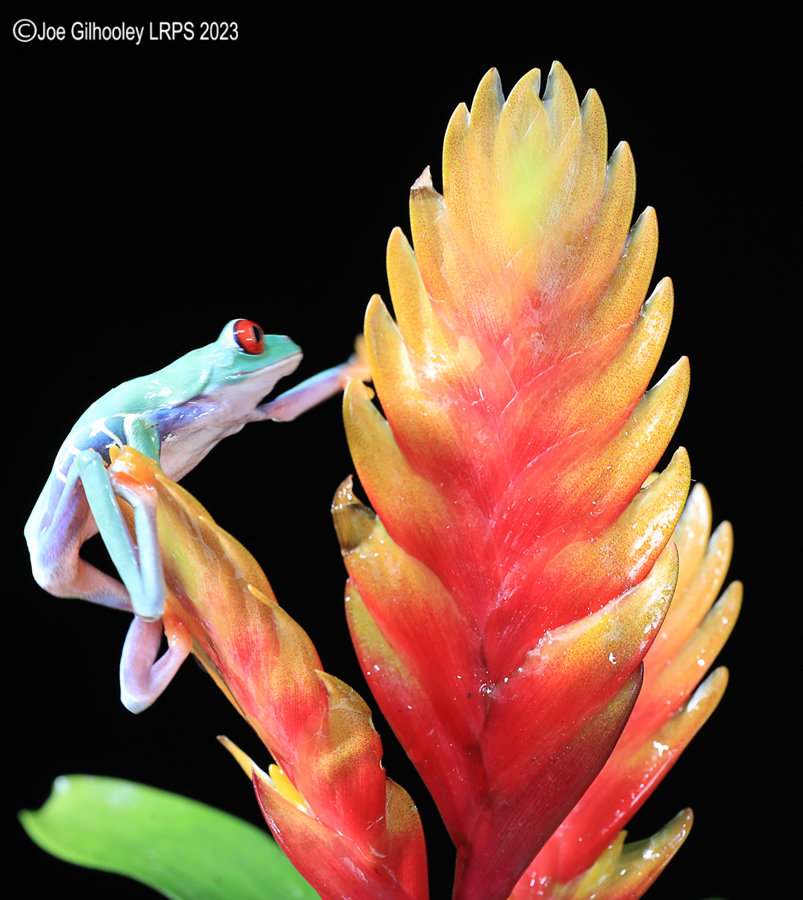Red Eyed Tree Frog on a Plant