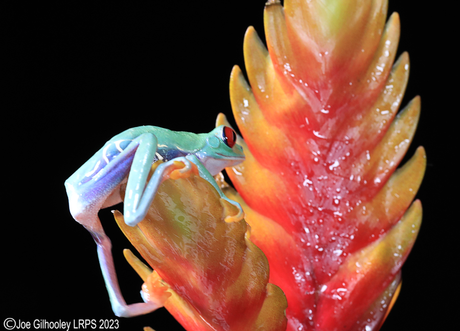 Red Eyed Tree Frog on a Plant