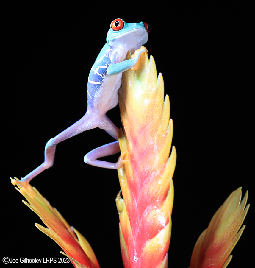 Red Eyed Tree Frog on a Plant