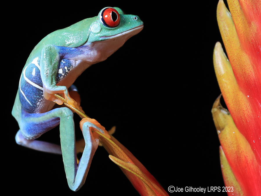 Red Eyed Tree Frog on a Plant