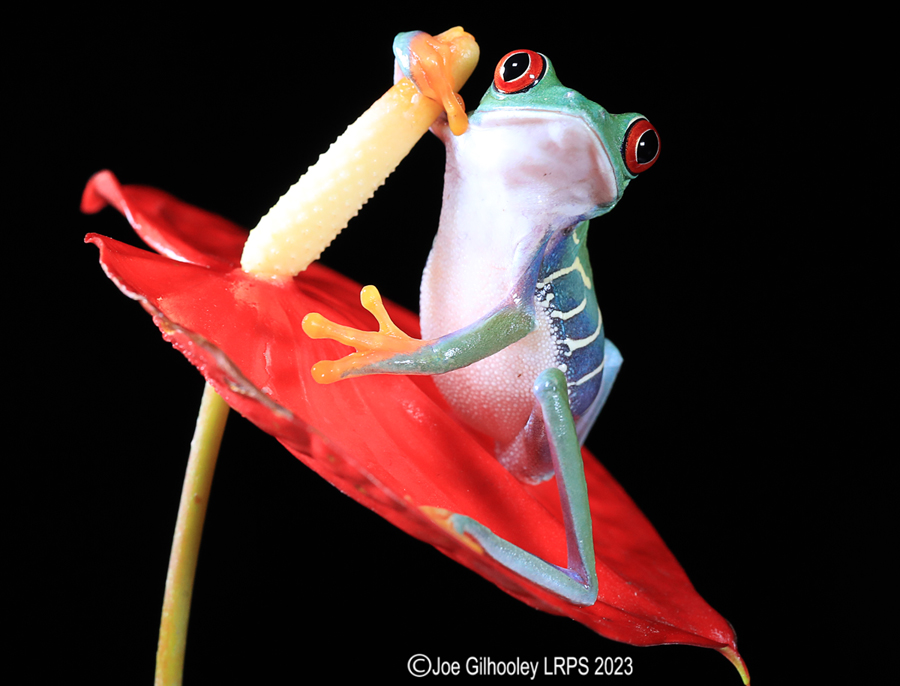 Red Eyed Tree Frog on a Plant