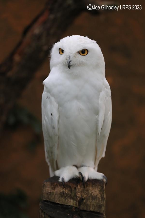 Snowy Owl