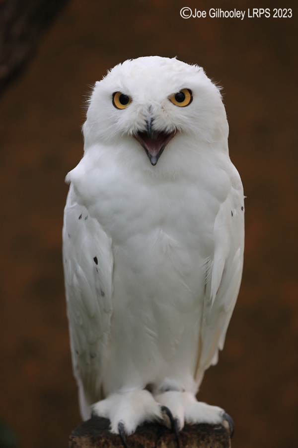 Snowy Owl