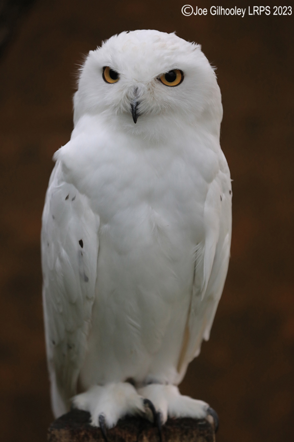 Snowy Owl