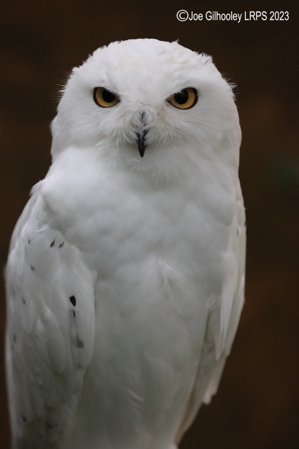 Snowy Owl