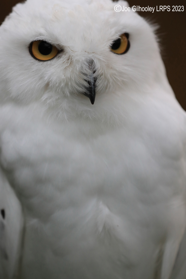 Snowy Owl