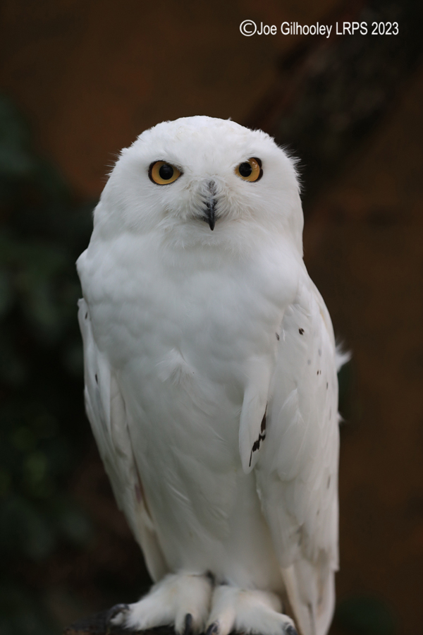 Snowy Owl