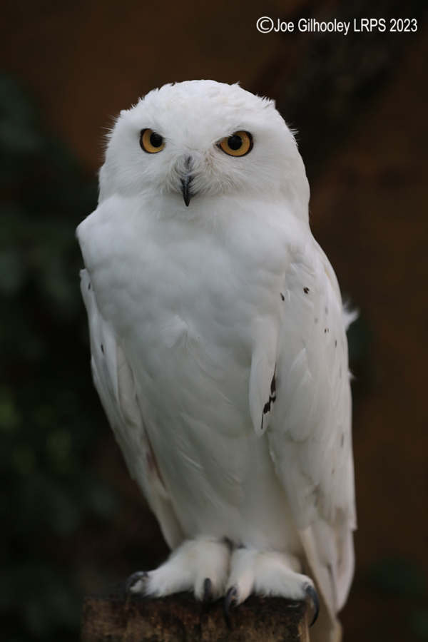 Snowy Owl
