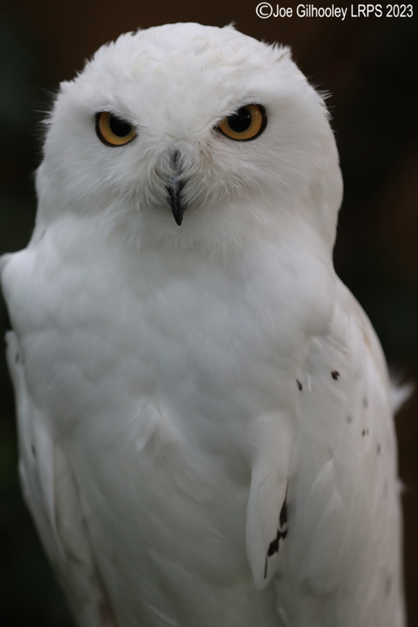 Snowy Owl