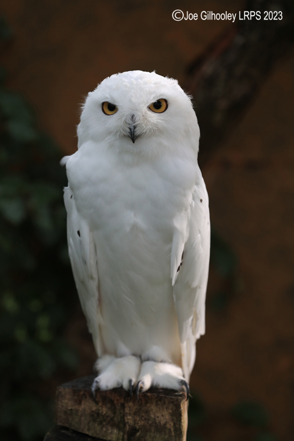 Snowy Owl
