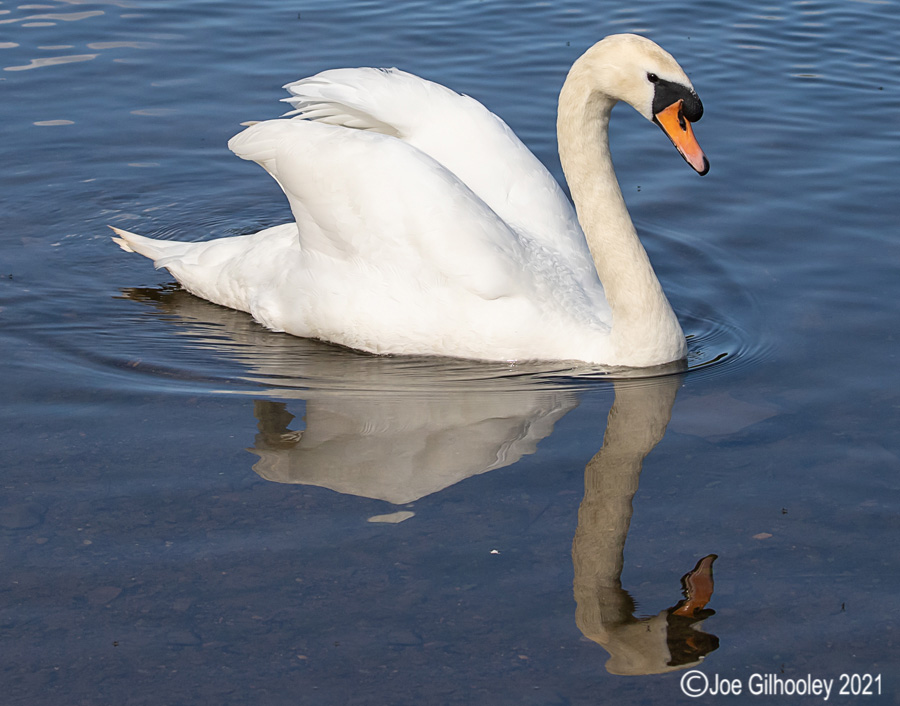 Swans and Cygnets at Straiton Nature Reserve