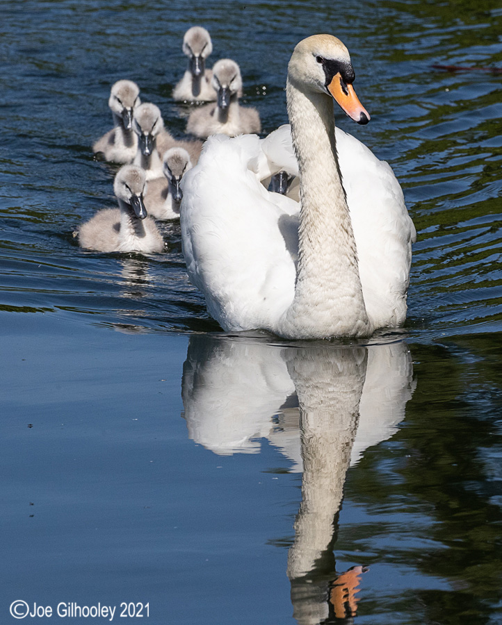Swans and Cygnets at Straiton Nature Reserve