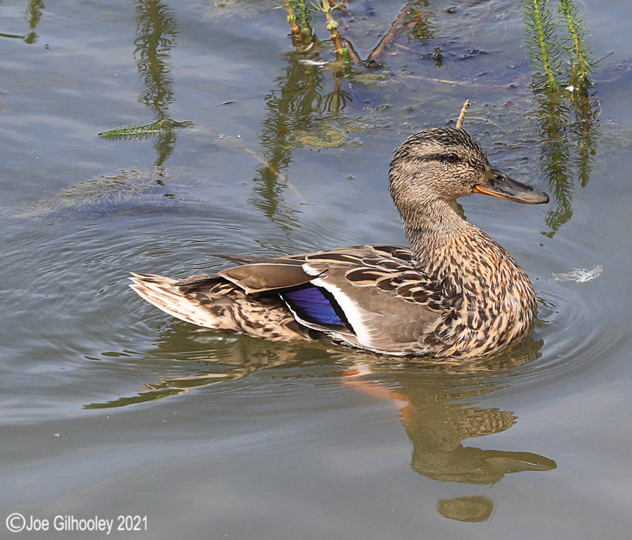 Ducks at Straiton Nature Reserve