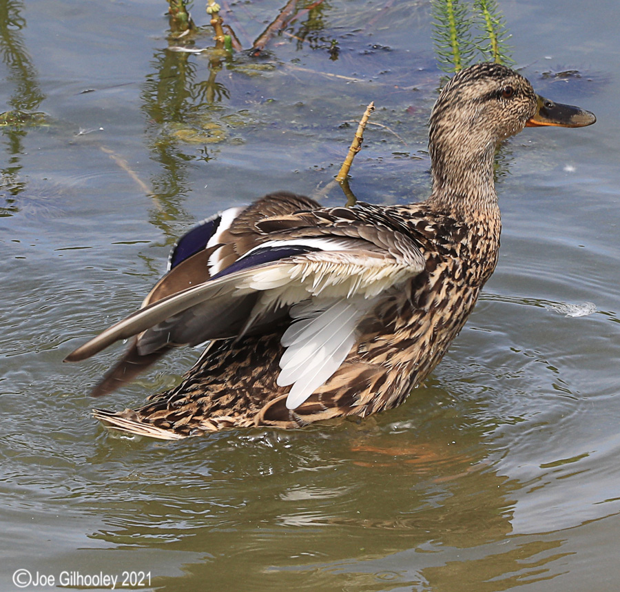 Ducks at Straiton Nature Reserve