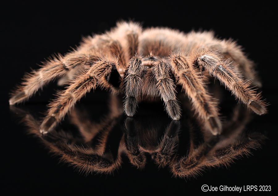 Tarantula Spider