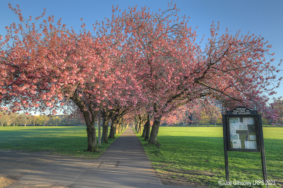 Cherry Blossom Trees, The Meadows, Edinburgh