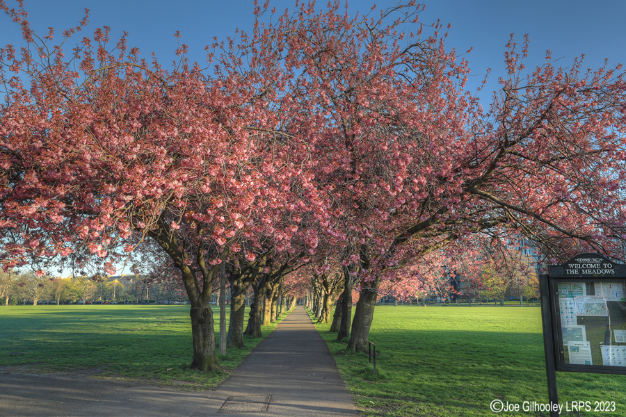 Cherry Blossom Trees, The Meadows, Edinburgh