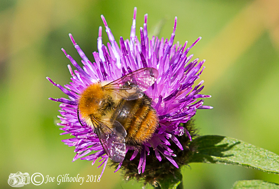 Thistles and Bee
