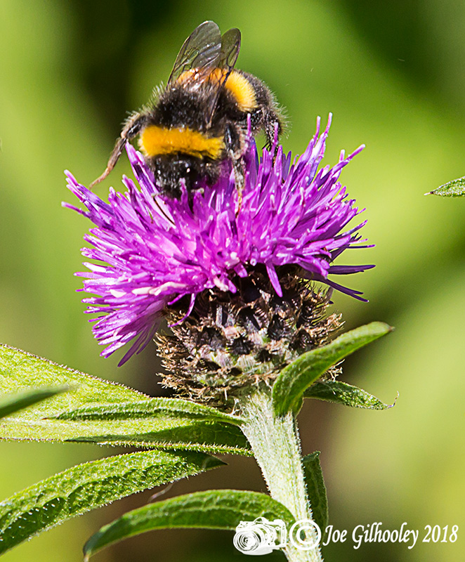 Thistles and Bee