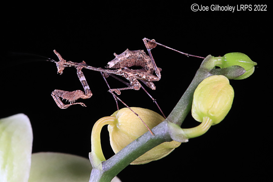 Violin Mantis