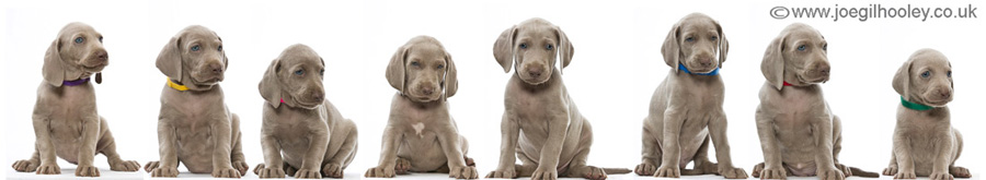 Weimaraner pups - Five and a half weeks old